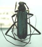  Pseudodeltaspis cyanea