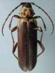  Pseudostenaspis hermanni