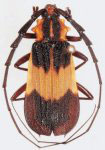  Pteracantha fasciata