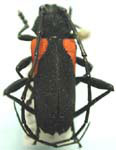  Purpuricenus humeralis