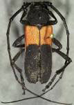  Purpuricenus paraxillaris