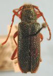  Stenaspis pilosella