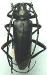  Stenaspis solitaria