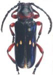  Stiphilus quadripunctatus