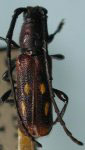  Trachelissa rugosipennis