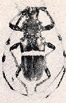  Trachyderes (Trachyderes) armatus