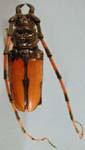  Trachyderes (Dendrobias) mandibularis virens