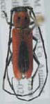  Tylosis suturalis