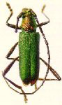  Unachlorus viridis