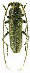  Zenochloris densepunctata