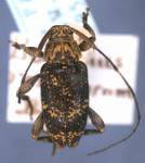 Alcidion ramulorum