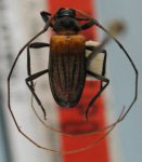 Alloeomorphus formosus 