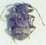 Alphinellus minimus