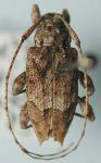 Amniscus assimilis