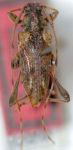 Anisopodus haliki