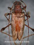 Anisopodus ligneus