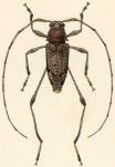 Anisopodus phalangodes