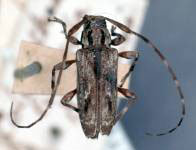 Carphina ligneola