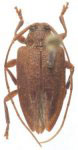 Carphontes paradoxus