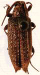 Cobelura howdenorum