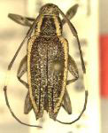  Cobelura lorigera