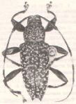  Cobelura peruviana