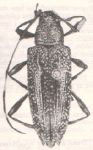 Cobelura vermicularis