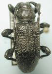 Coenopoeus niger