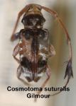 Cosmotoma suturalis