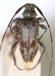 Cristurges bimaculatus