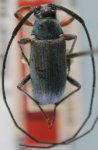 Georgeana azurea