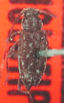  Leiopus floccidus