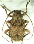 Leptostylopsis martinicensis