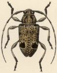 Leptostylus aspiciens