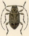 Leptostylus fuligineus