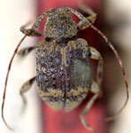 Leptostylus ovalis