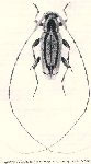 Lepturges (Chaeturges) scitulus