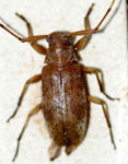 Lepturgotrichona bordoni