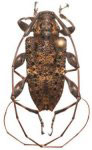  Nealcidion antennatum