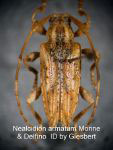  Nealcidion armatum