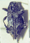  Nealcidion furciferum