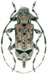  Neobaryssinus altissimus