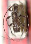  Neoeutrypanus maculatus