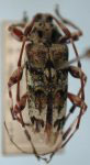  Neoeutrypanus nitidus