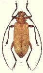  Neseuterpia couturieri