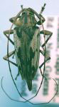  Nyssocarinus vittatus