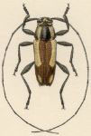  Nyssodectes concinna