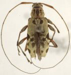  Nyssosternus duidaensis