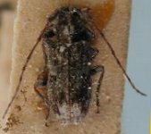  Oectropsis pusillus