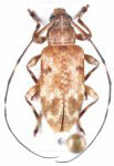  Oxathres guyanensis